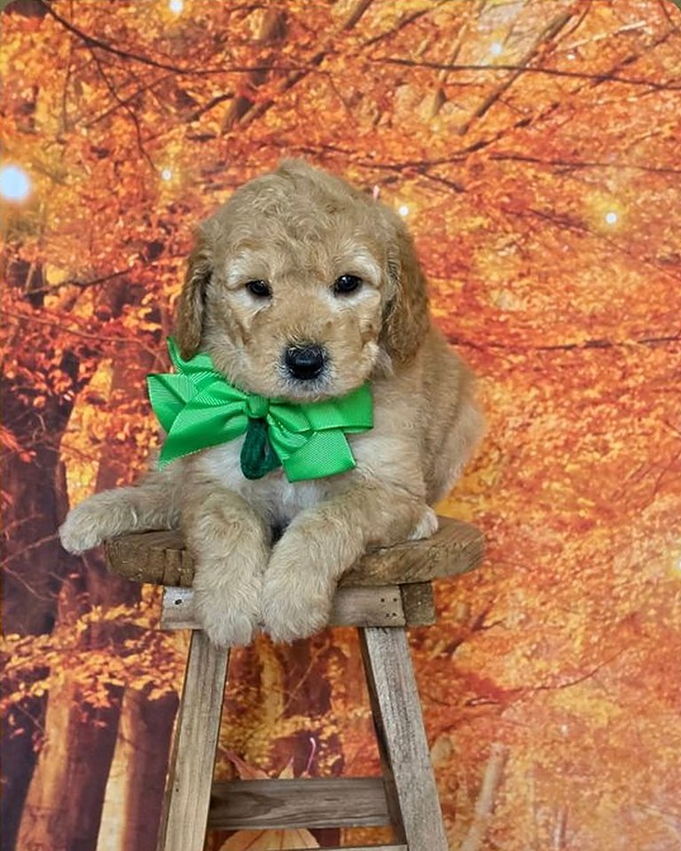 Leia's Green Bow Boy, F2B Miniature Goldendoodle puppy from the Leia x Teddy, Summer 2026 litter