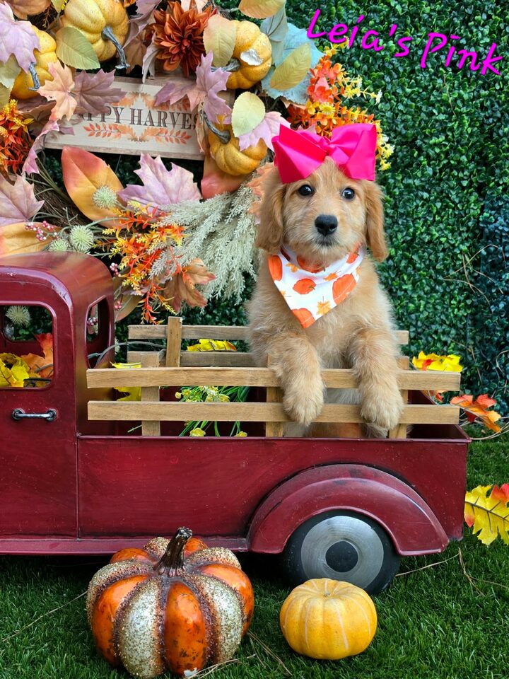 Leia's Pink Bow Girl, F2B Miniature Goldendoodle puppy from the Leia x Teddy, Summer 2026 litter