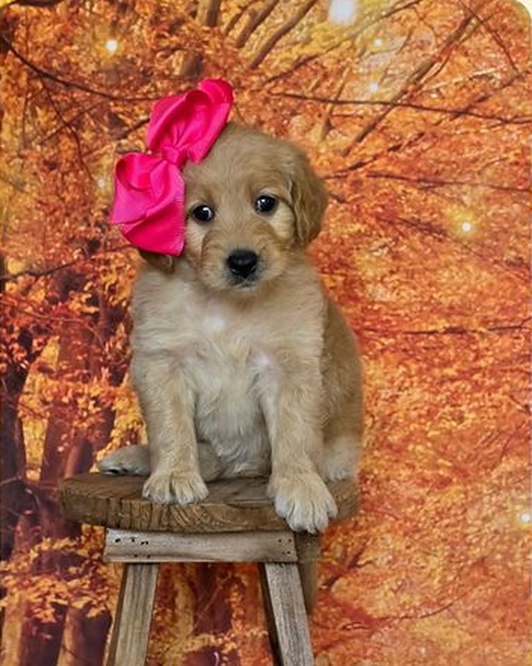 Leia's Pink Bow Girl, F2B Miniature Goldendoodle puppy from the Leia x Teddy, Summer 2026 litter