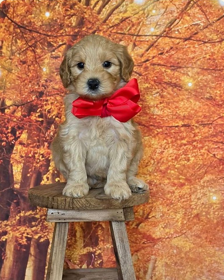 Leia's Red Bow Boy, F2B Miniature Goldendoodle puppy from the Leia x Teddy, Summer 2026 litter