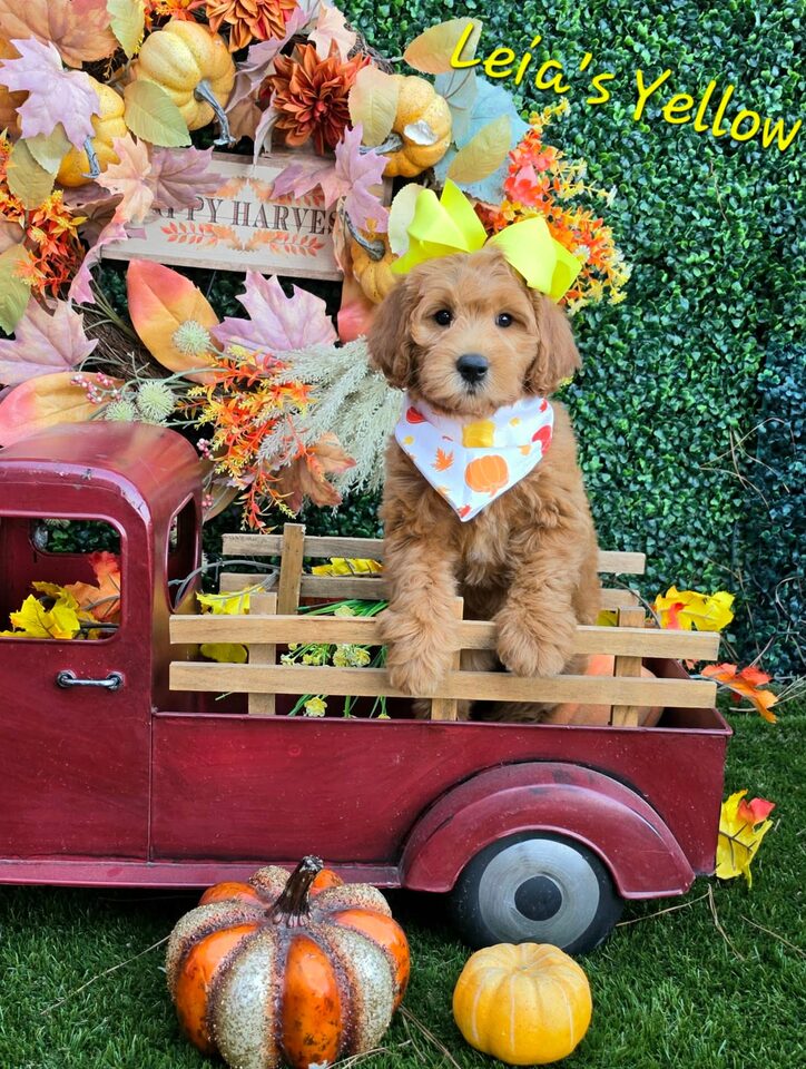 Leia's Yellow Bow Girl, F2B Miniature Goldendoodle puppy from the Leia x Teddy, Summer 2026 litter