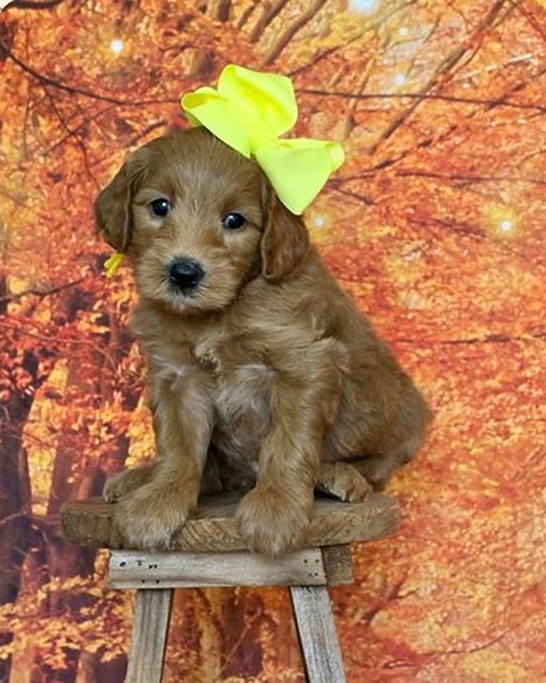 Leia's Yellow Bow Girl, F2B Miniature Goldendoodle puppy from the Leia x Teddy, Summer 2026 litter