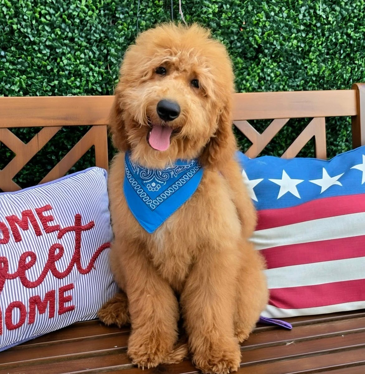 Lennon's Blue Bow Boy, F1BB Medium Goldendoodle puppy from the Lennon x Beau, Spring 2026 litter