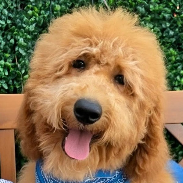 Lennon x Beau, Spring 2026 Goldendoodle litter at Texas Doodles