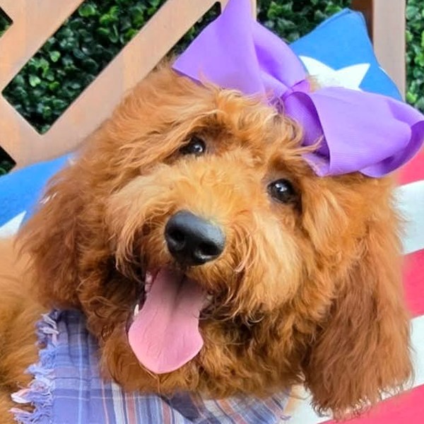 Lennon's Purple Bow Girl, F1BB Medium Goldendoodle puppy from the Lennon x Beau, Spring 2026 litter