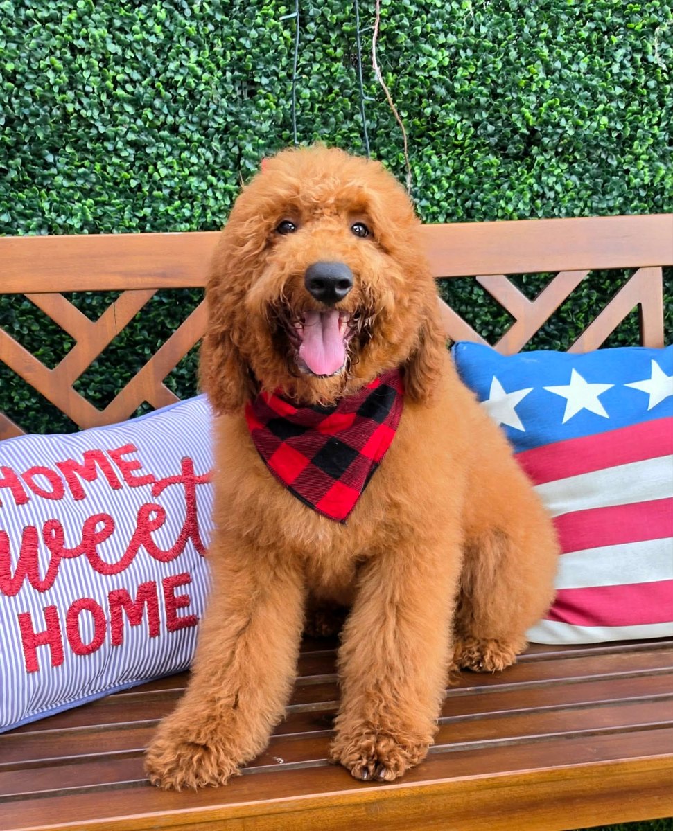 Lennon's Red Bow Boy, F1BB Medium Goldendoodle puppy from the Lennon x Beau, Spring 2026 litter