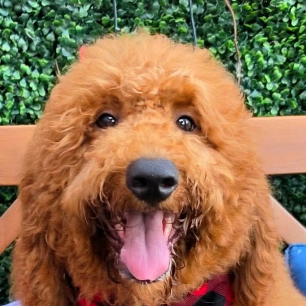Lennon's Red Bow Boy, F1BB Medium Goldendoodle puppy from the Lennon x Beau, Spring 2026 litter