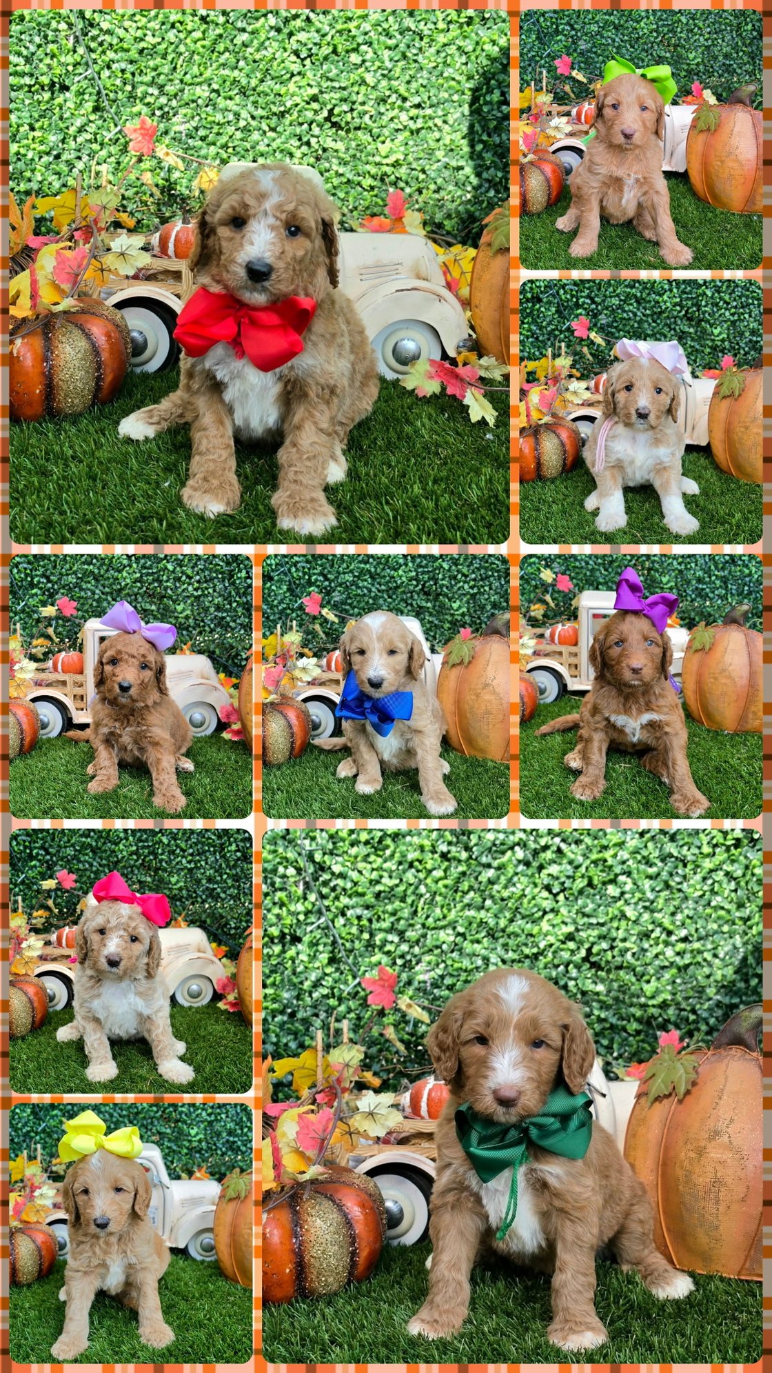 Lola x Ollie Litter at Texas Doodles
