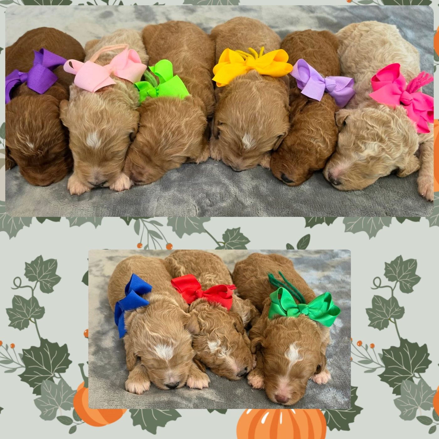 Lola x Ollie Litter at Texas Doodles