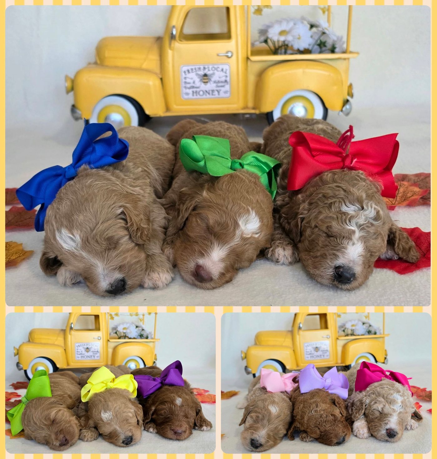 Lola x Ollie Litter at Texas Doodles