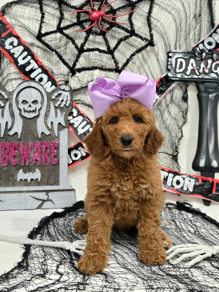 Lola's Lilac Bow Girl, F1BB Standard Goldendoodle puppy from the Lola x Ollie, Fall 2026 litter