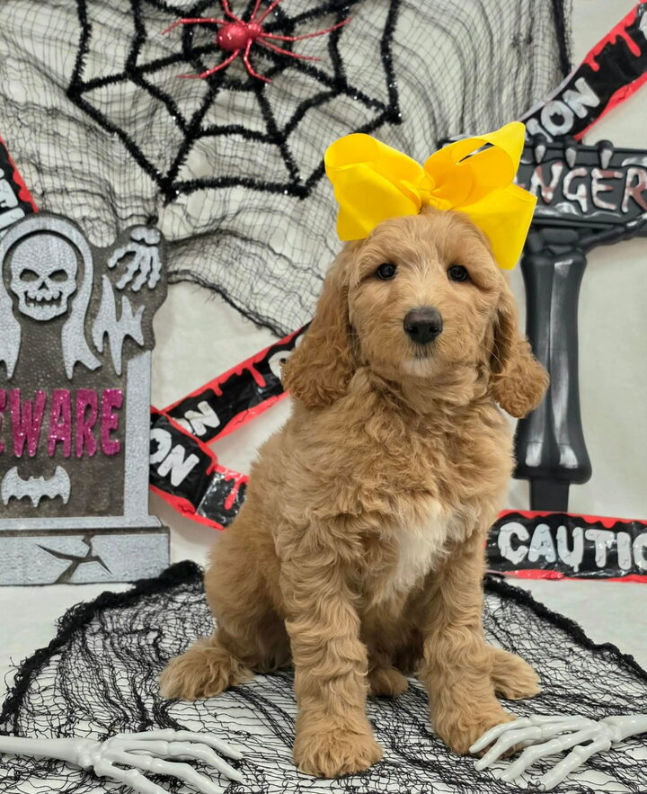 Lola's Yellow Bow Girl, F1BB Standard Goldendoodle puppy at Texas Doodles