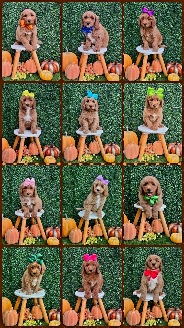 Lulu x Riggins Litter at Texas Doodles