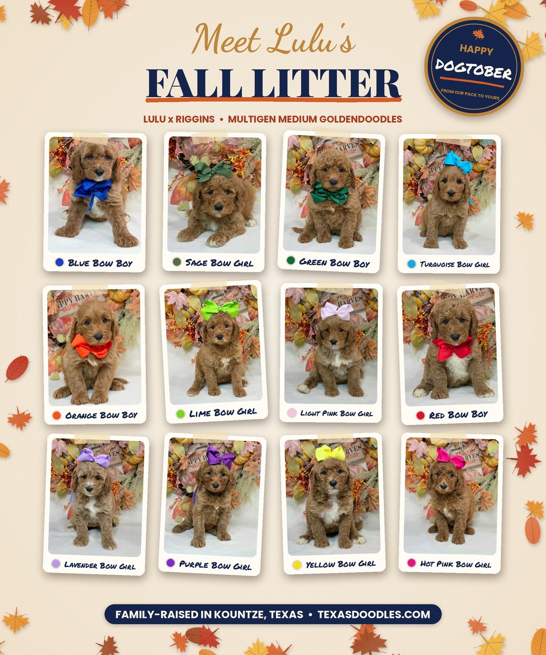 Lulu x Riggins Litter at Texas Doodles
