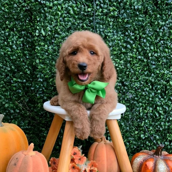 Lulu x Riggins Litter Green bow boy