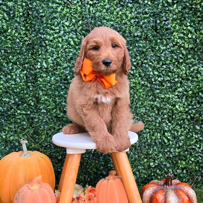 Lulu x Riggins Litter Orange bow boy