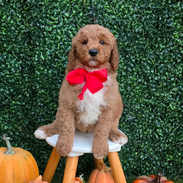 Lulu x Riggins Litter Red bow boy
