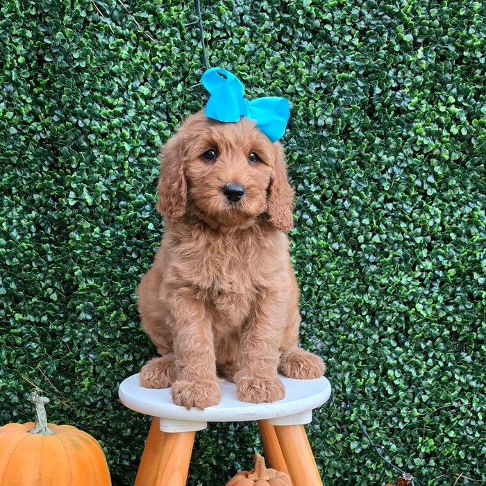 Lulu x Riggins Litter Light Blue bow girl