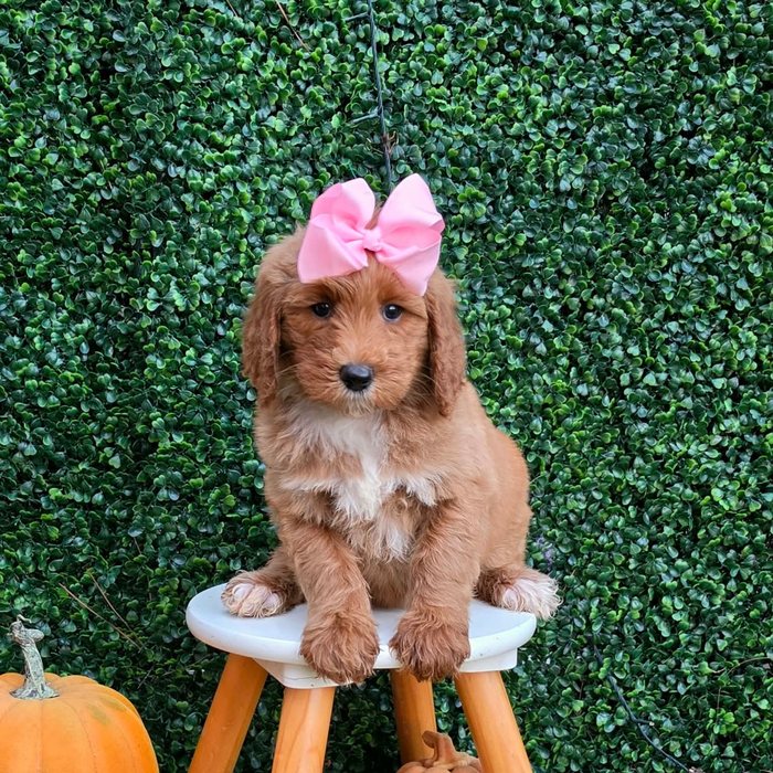Lulu x Riggins Litter Light Pink bow girl