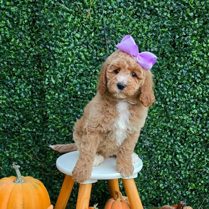 Lulu x Riggins Litter Lilac bow girl
