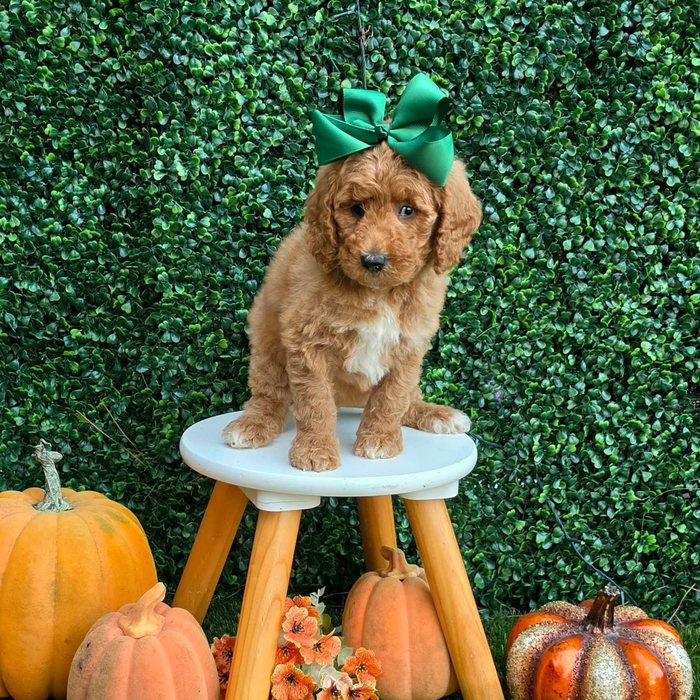 Lulu x Riggins Litter Olive bow girl