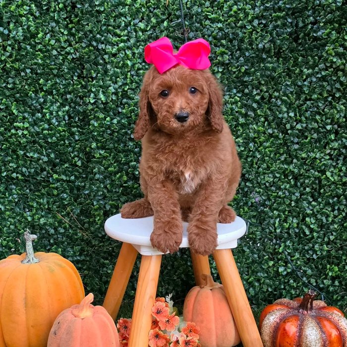 Lulu x Riggins Litter Pink bow girl