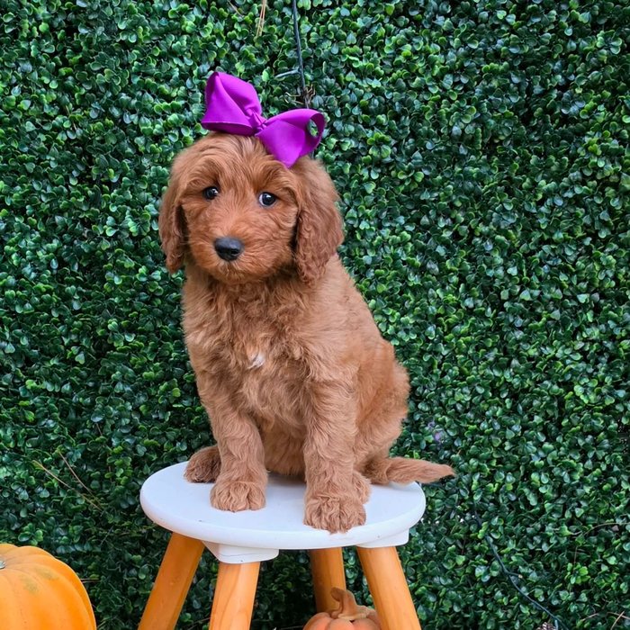 Lulu x Riggins Litter Purple bow girl