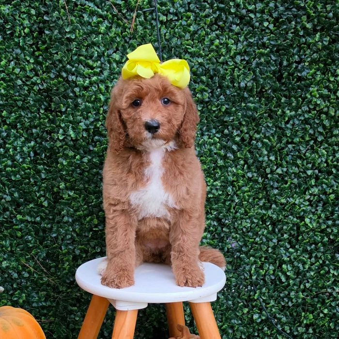Lulu x Riggins Litter Yellow bow girl