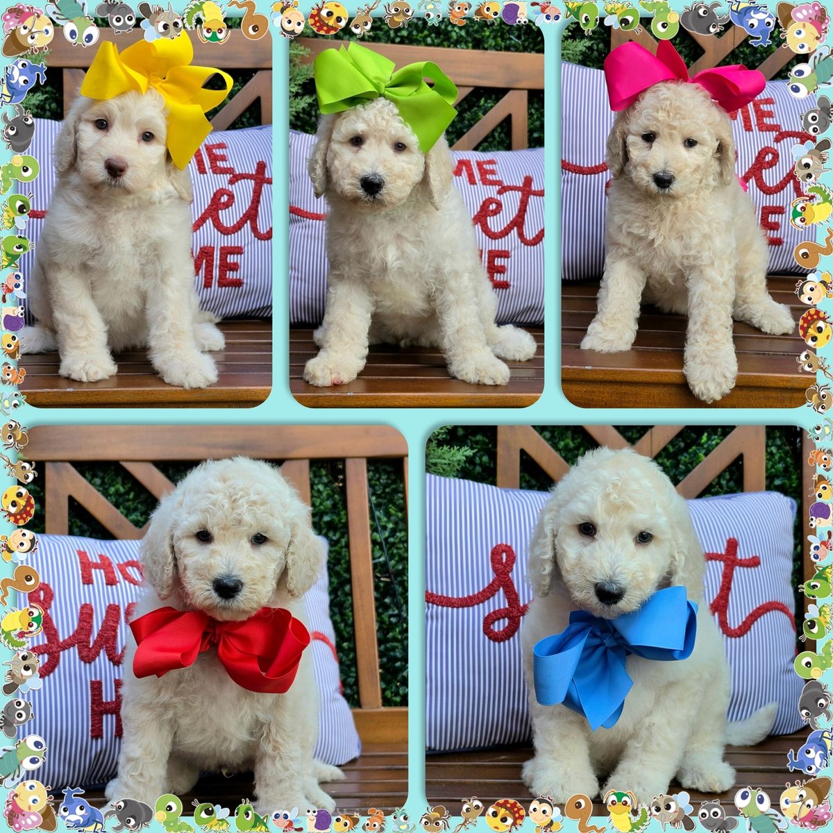 Maggie x Rowdy, Summer 2026 Goldendoodle litter at Texas Doodles
