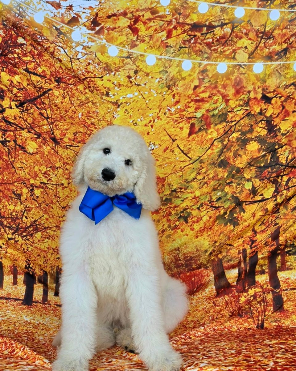 Maggie's Blue Bow Boy, Multigen Medium Goldendoodle puppy from the Maggie x Rowdy, Summer 2026 litter