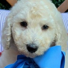 Maggie x Rowdy, Summer 2026 Goldendoodle puppies at Texas Doodles