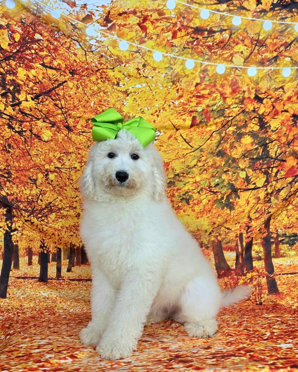 Maggie's Lime Bow Girl, Multigen Medium Goldendoodle puppy from the Maggie x Rowdy, Summer 2026 litter