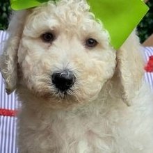Maggie x Rowdy, Summer 2026 Goldendoodle puppies at Texas Doodles