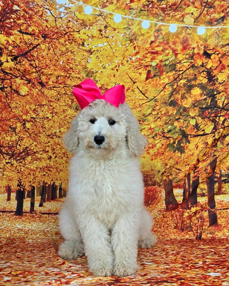 Maggie's Pink Bow Girl, Multigen Medium Goldendoodle puppy from the Maggie x Rowdy, Summer 2026 litter