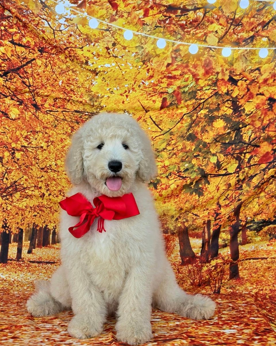 Maggie's Red Bow Boy, Multigen Medium Goldendoodle puppy from the Maggie x Rowdy, Summer 2026 litter