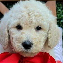 Maggie x Rowdy, Summer 2026 Goldendoodle puppies at Texas Doodles