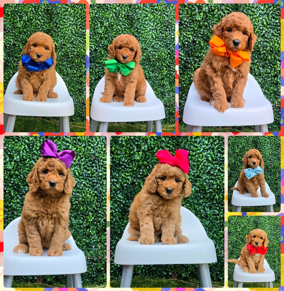 Millie Mae x Taco, Summer 2026 Goldendoodle litter at Texas Doodles