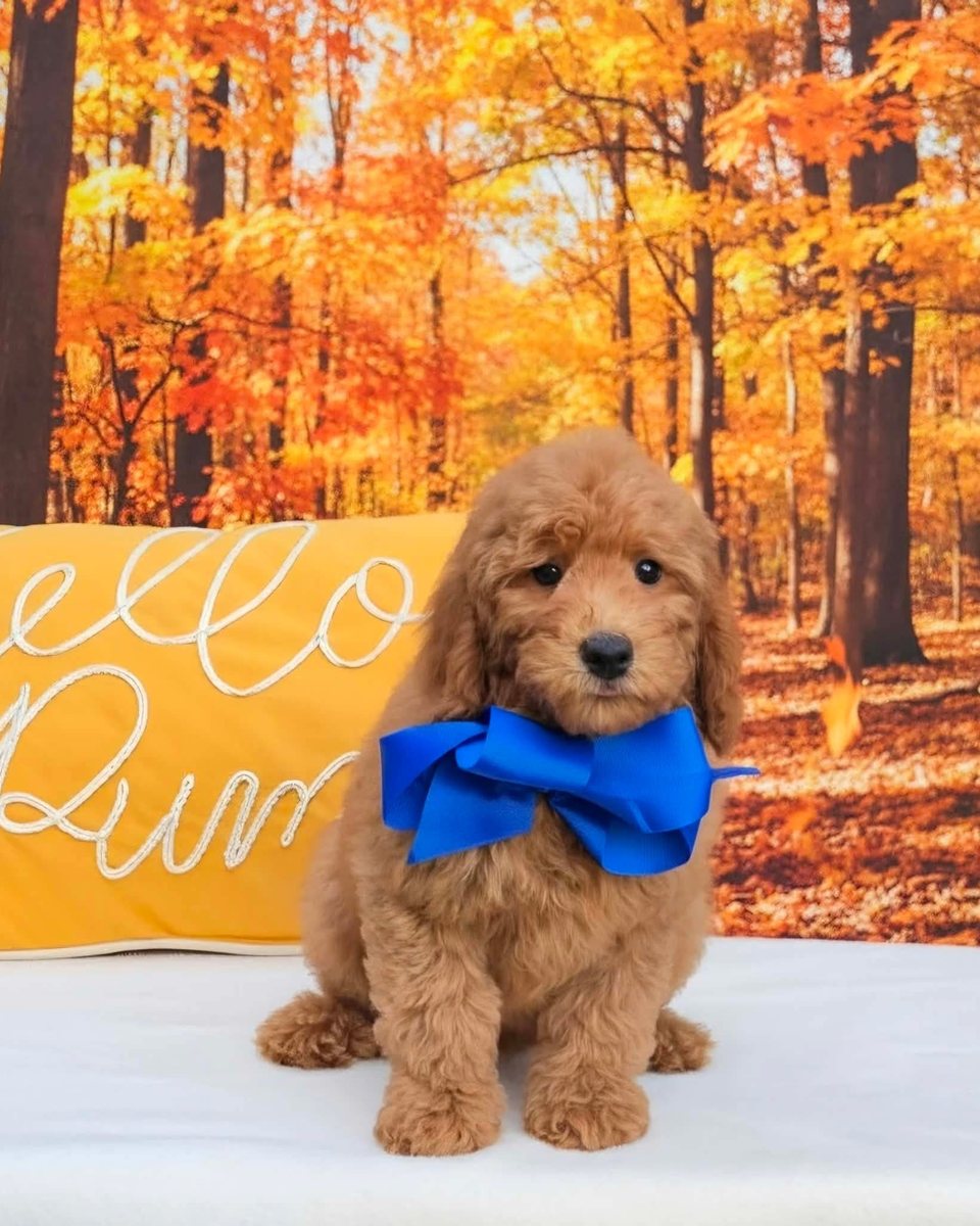 Millie Mae's Blue Bow Boy, F1BB Petite Mini Goldendoodle puppy from the Millie Mae x Taco, Summer 2026 litter