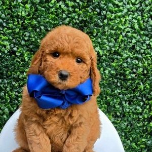 Millie Mae x Taco, Summer 2026 Goldendoodle puppies at Texas Doodles