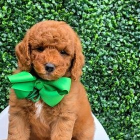 Millie Mae x Taco, Summer 2026 Goldendoodle puppies at Texas Doodles