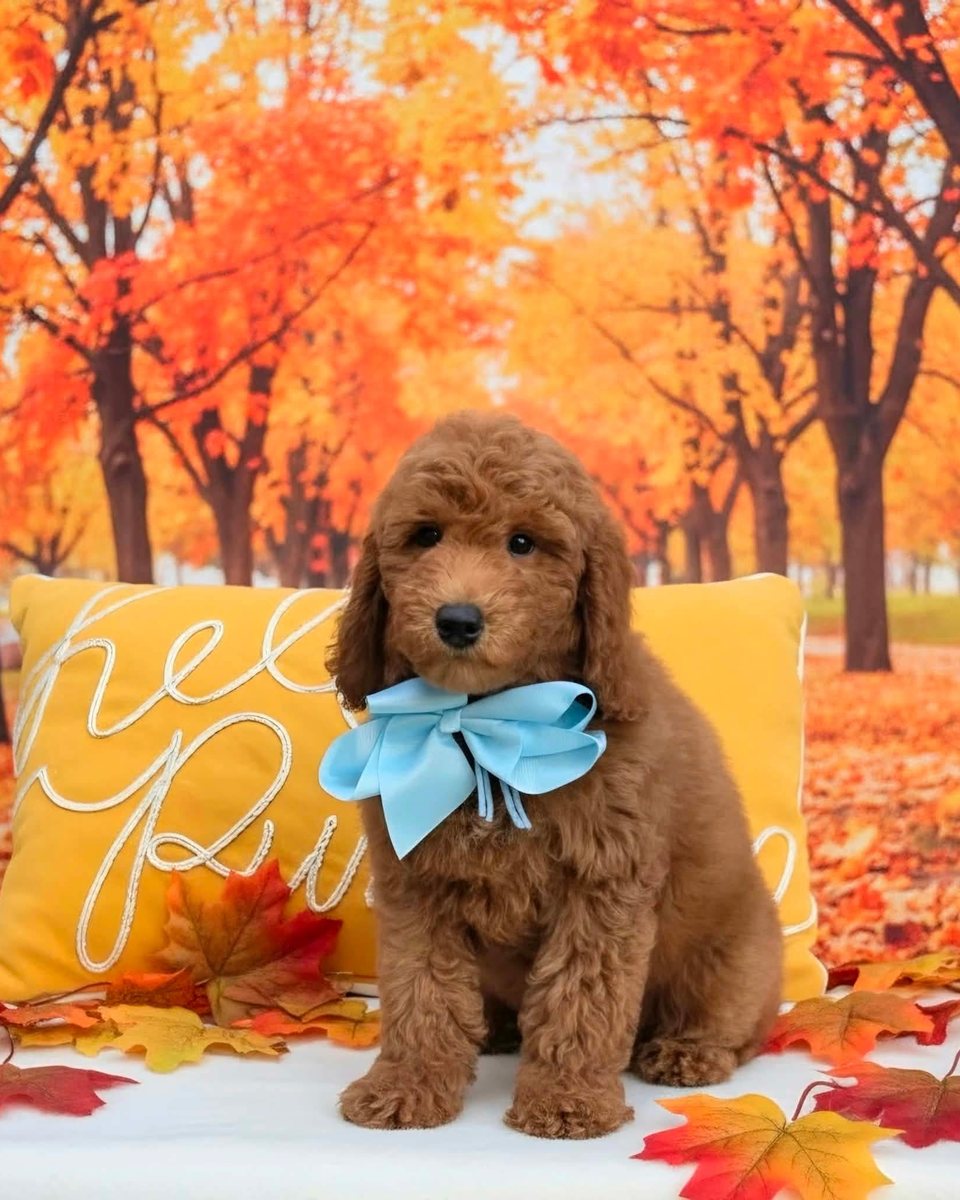 Millie Mae's Light Blue Bow Boy, F1BB Petite Mini Goldendoodle puppy from the Millie Mae x Taco, Summer 2026 litter