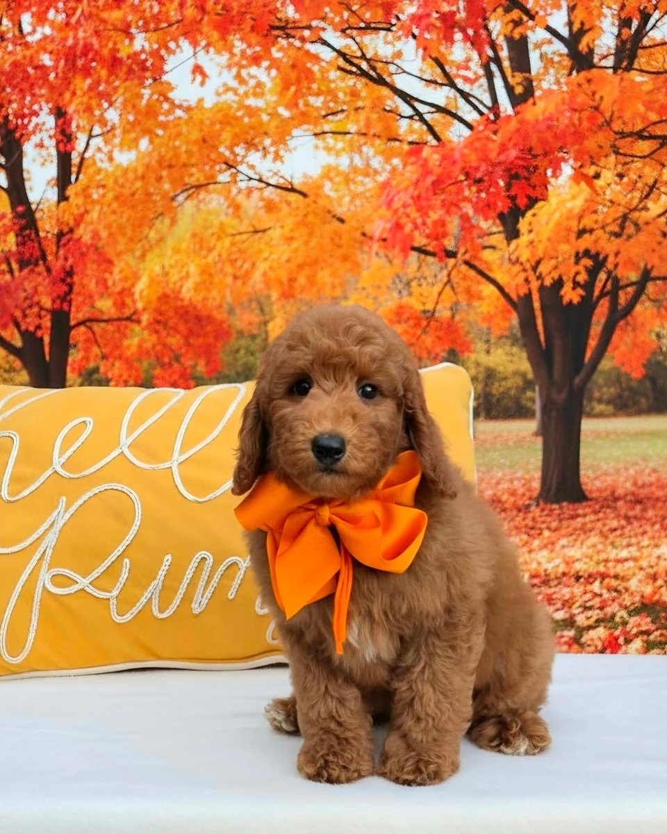 Millie Mae's Orange Bow Boy, F1BB Petite Mini Goldendoodle puppy from the Millie Mae x Taco, Summer 2026 litter
