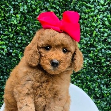 Millie Mae x Taco, Summer 2026 Goldendoodle puppies at Texas Doodles