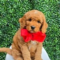 Millie Mae x Taco, Summer 2026 Goldendoodle puppies at Texas Doodles