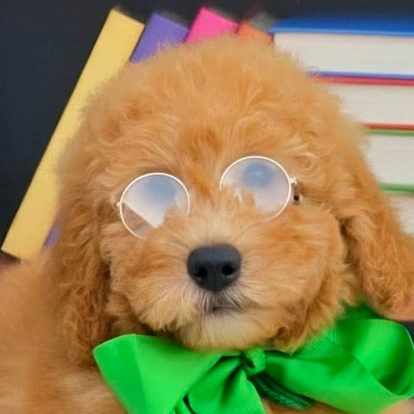 Millie Mae & Teddy's Green Bow Boy, F2B Miniature Goldendoodle puppy from the Millie Mae x Teddy, Summer 2026 litter