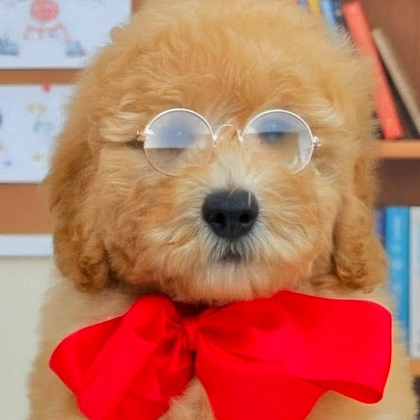 Millie Mae x Teddy, Summer 2026 Goldendoodle litter at Texas Doodles