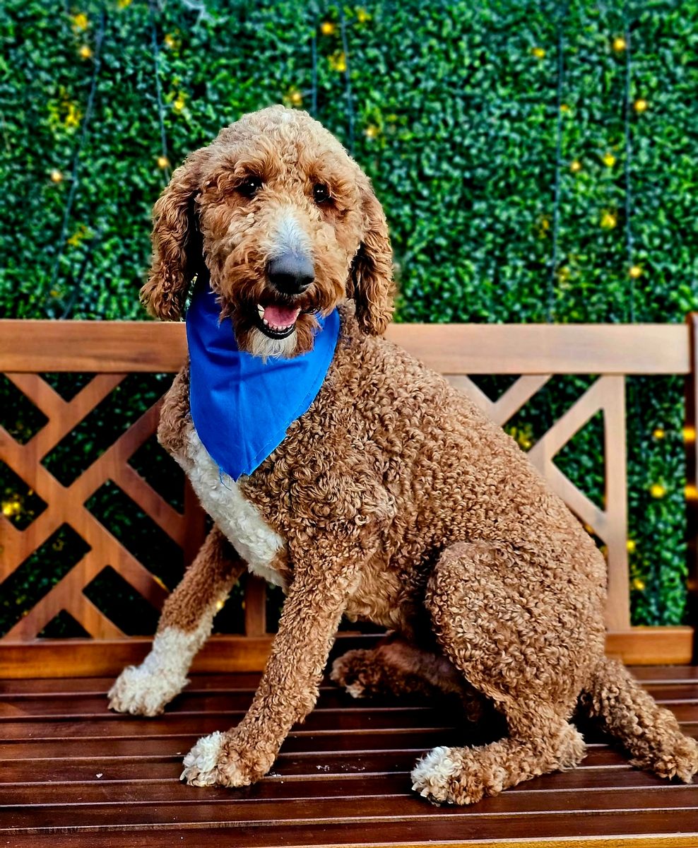 Ollie, a Standard Poodle at Texas Doodles in Kountze, Texas