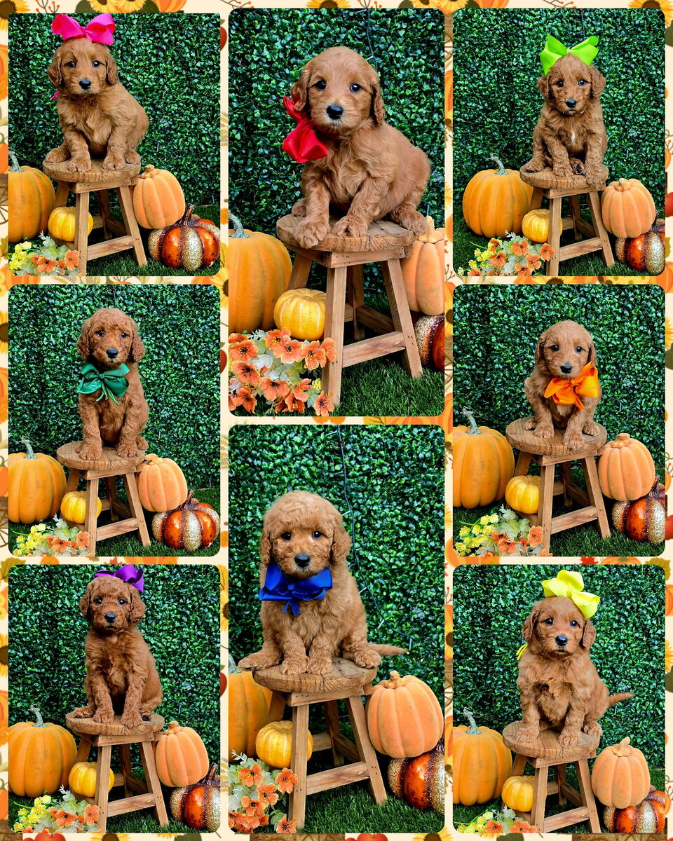 Sadie D x Turbo Litter at Texas Doodles