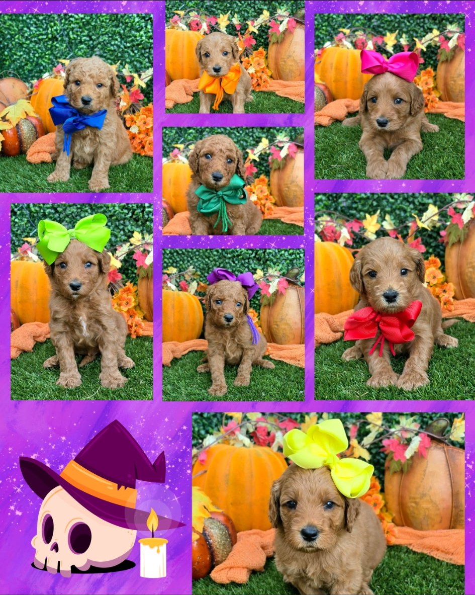 Sadie D x Turbo Litter at Texas Doodles