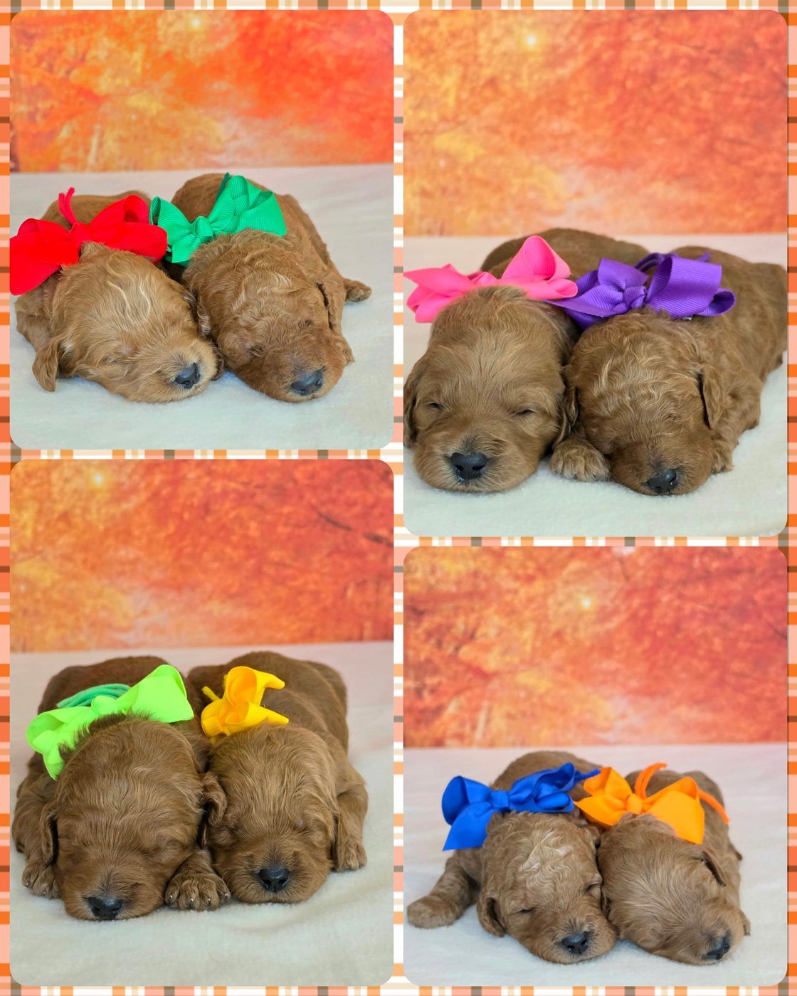 Sadie D x Turbo Litter at Texas Doodles